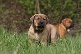 TOSA INU 398